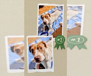 American Staffordshire Terrier-Unknown Mix Dogs for adoption in columbia, SC, USA