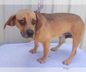 Frengle Dogs for adoption in Mountain View, MO, USA