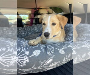 Labrador Retriever-Unknown Mix Dogs for adoption in The Woodlands, TX, USA