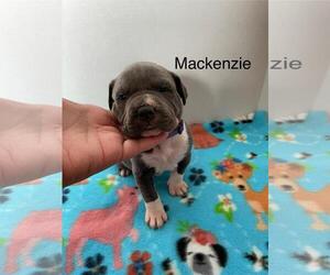American Pit Bull Terrier-Labrador Retriever Mix Dogs for adoption in Incline Village, NV, USA