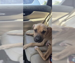 Labrador Retriever Dogs for adoption in Conroe, TX, USA