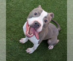 American Pit Bull Terrier-Unknown Mix Dogs for adoption in Las Vegas, NV, USA