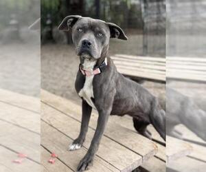 American Pit Bull Terrier Dogs for adoption in Santa Maria, CA, USA