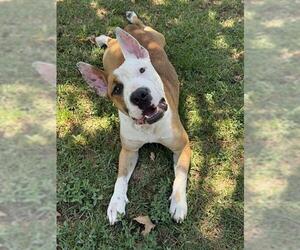 Medium Photo #1 American Pit Bull Terrier-Unknown Mix Puppy For Sale in Riverside, CA, USA
