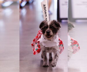 Mutt Dogs for adoption in The Woodlands, TX, USA