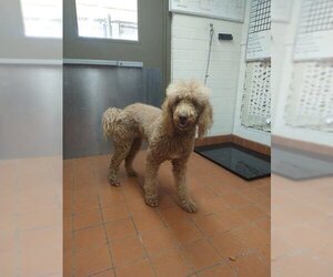 Poodle (Standard) Dogs for adoption in Camarillo, CA, USA