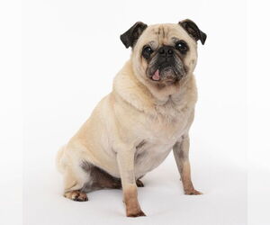 Pug Dogs for adoption in St. Louis Park, MN, USA