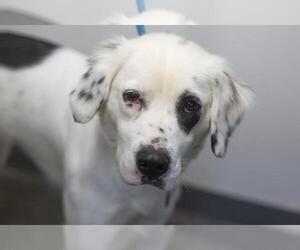 Medium Photo #1 Australian Shepherd-Unknown Mix Puppy For Sale in Mountain Home, AR, USA