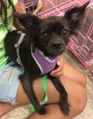 Chion Dogs for adoption in Claremore, OK, USA