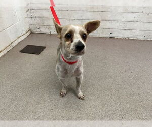Mutt Dogs for adoption in San Bernardino, CA, USA