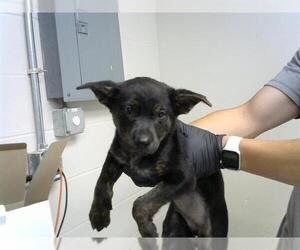 German Shepherd Dog-Unknown Mix Dogs for adoption in Pasadena, TX, USA