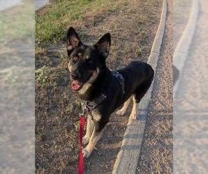 German Shepherd Dog Dogs for adoption in Sugar Land, TX, USA