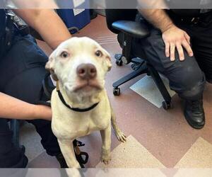 American Pit Bull Terrier Dogs for adoption in Martinez, CA, USA