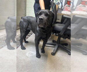 Mutt Dogs for adoption in Stockton, CA, USA