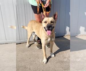 Dutch Shepherd -Unknown Mix Dogs for adoption in Louisville, KY, USA