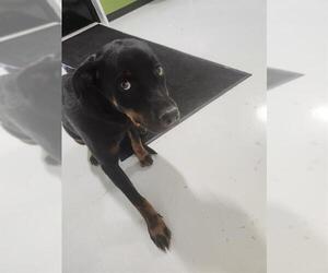 Rottweiler-Unknown Mix Dogs for adoption in Temple, TX, USA