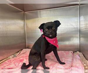 Pug-Unknown Mix Dogs for adoption in Orange, CA, USA
