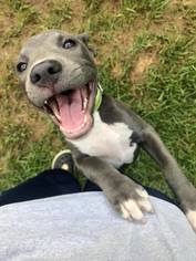 Small American Staffordshire Terrier-Blue Lacy Mix