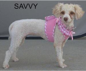 Poodle (Toy) Dogs for adoption in Longview, TX, USA