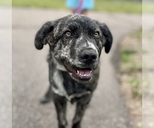 Great Pyrenees-Unknown Mix Dogs for adoption in Brooklyn Center, MN, USA