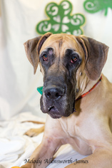 Great Dane Dogs for adoption in north little rock, AR, USA