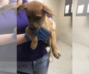 Labrador Retriever-Unknown Mix Dogs for adoption in Conroe, TX, USA