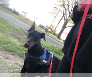 Doberman Pinscher Dogs for adoption in Buffalo, MN, USA