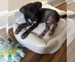 American Pit Bull Terrier-Labrador Retriever Mix Dogs for adoption in Oakhurst, NJ, USA