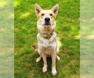 German Shepherd Dog-Siberian Husky Mix Dogs for adoption in Sacramento, CA, USA