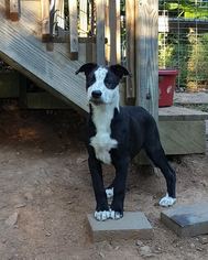 Border Collie-Unknown Mix Dogs for adoption in Pittstown, NJ, USA