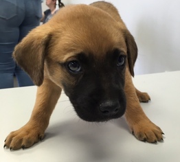 Labrador Retriever-Unknown Mix Dogs for adoption in Christiana, TN, USA