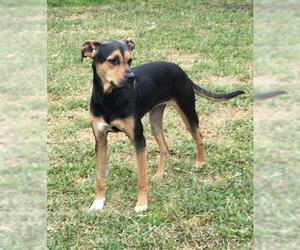Boxweiler Dogs for adoption in The Woodlands, TX, USA