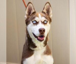 Siberian Husky-Unknown Mix Dogs for adoption in Camarillo, CA, USA