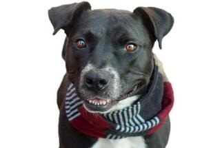 American Staffordshire Terrier Dogs for adoption in Saint Louis, MO, USA