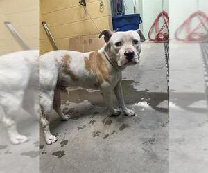 American Pit Bull Terrier Dogs for adoption in Stockton, CA, USA