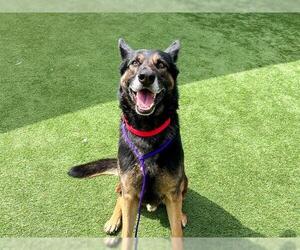 German Shepherd Dog-Unknown Mix Dogs for adoption in Orange, CA, USA