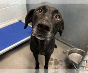 Labrador Retriever-Unknown Mix Dogs for adoption in Tavares, FL, USA