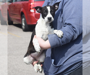 Lab-Pointer Dogs for adoption in Huntley, IL, USA