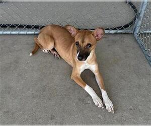 Chihuahua-Unknown Mix Dogs for adoption in Bakersfield, CA, USA