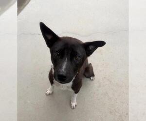 American Pit Bull Terrier-Unknown Mix Dogs for adoption in Santa Maria, CA, USA