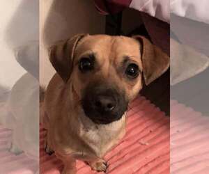 Chiweenie Dogs for adoption in MIDWAY, UT, USA