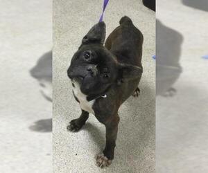 French Bulldog-Unknown Mix Dogs for adoption in Riverside, CA, USA