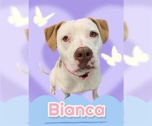 American Pit Bull Terrier Dogs for adoption in Brighton, CO, USA