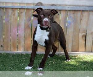 Mutt Dogs for adoption in West Valley, UT, USA