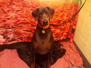 Doberman Pinscher Dogs for adoption in Forestville, MD, USA
