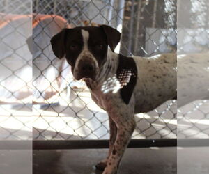 German Shorthaired Pointer-Unknown Mix Dogs for adoption in El Centro, CA, USA