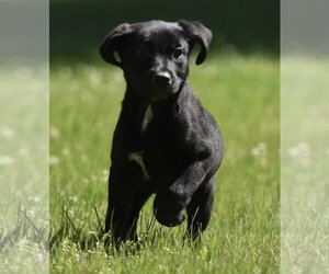 Medium Photo #1 Shepweiller Puppy For Sale in Mechanicsburg, PA, USA