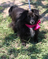 Papillon-Unknown Mix Dogs for adoption in Bandera, TX, USA