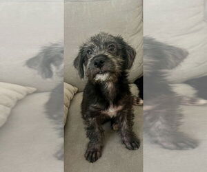 Poodle (Miniature)-Unknown Mix Dogs for adoption in Dana Point, CA, USA