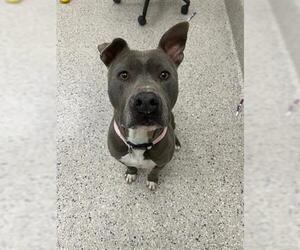 American Pit Bull Terrier Dogs for adoption in Brighton, CO, USA